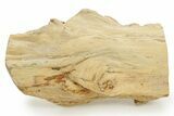 Triassic-Age Petrified Wood Log - Madagascar #379257-1